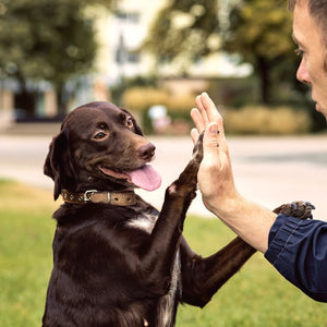 Best ways to train your pet to be more obedient