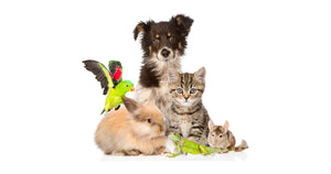 Dispelling Common Myths About Pets