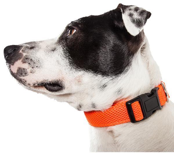 Buying dog collar