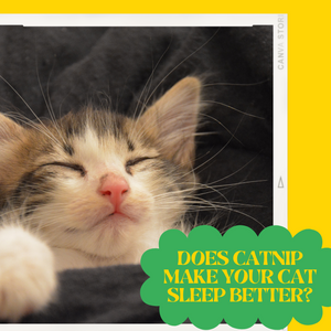 Does Catnip Make Your Cat Sleep Better?