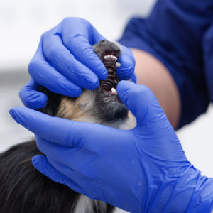 Understanding pet dental problems and how to prevent them