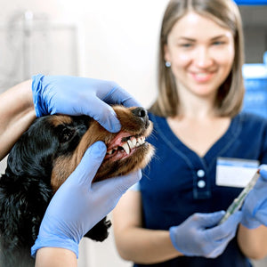 Understanding pet dental care and how to brush their teeth