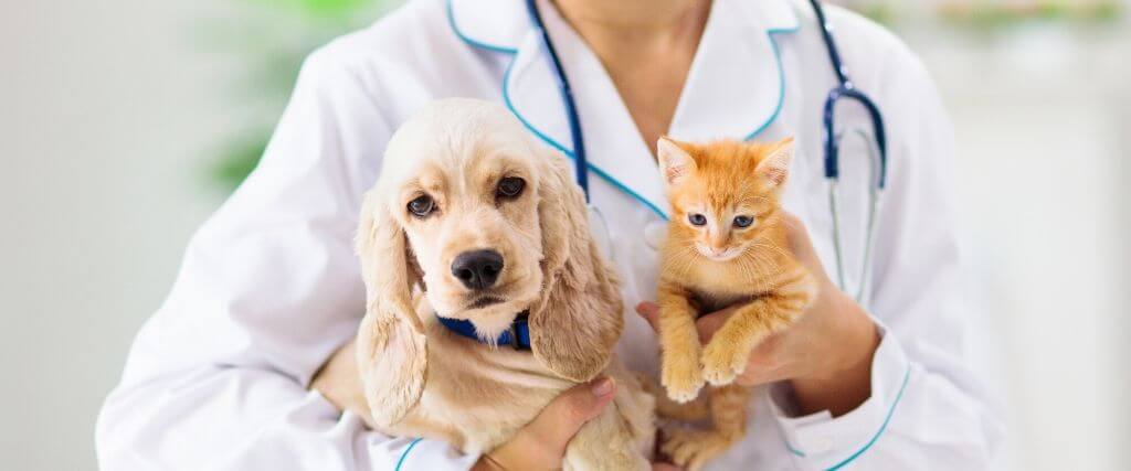 Common Health Problems in Pets and How to Prevent Them