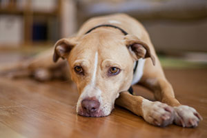 A Pawsitive Guide: How to Deal with Pet Separation Anxiety When You're Away