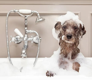 Why It’s Important to Bathe Your Dog
