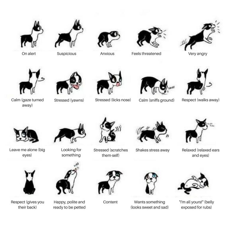 Pet body language