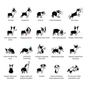 Understanding your Pet's Body Language