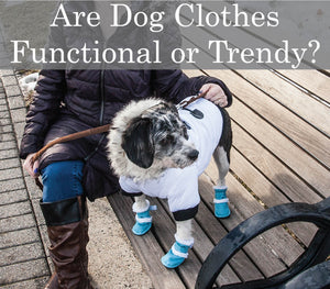 Are Dog Clothes trendier than they are functional?