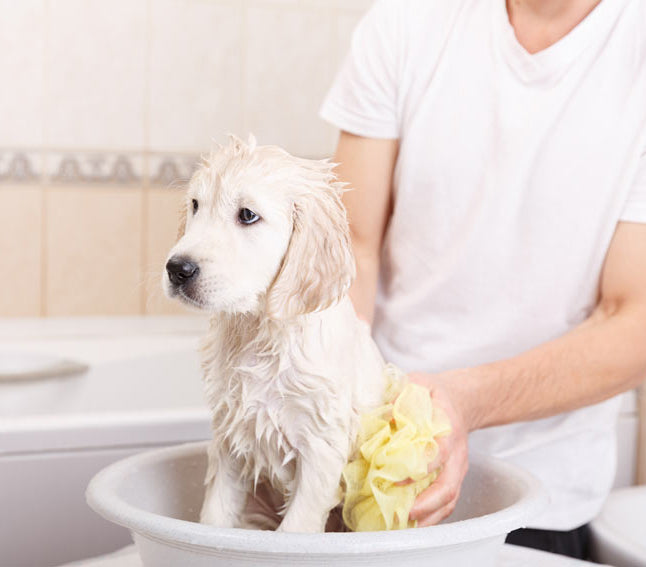 dog hygiene