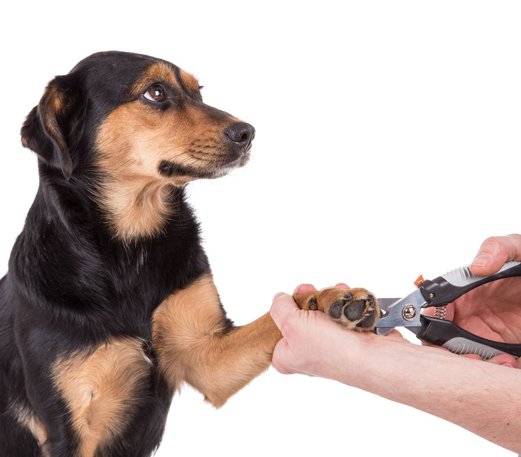 Why are Pet Nail Clippers so important?