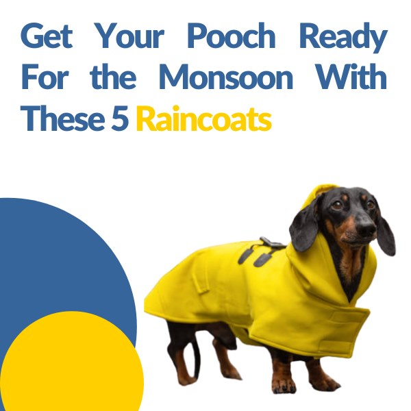 Get Your Pooch Ready For The Monsoon With These 5 Raincoats