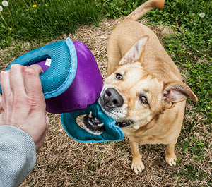 Which Dog Toys are right for my Fido?