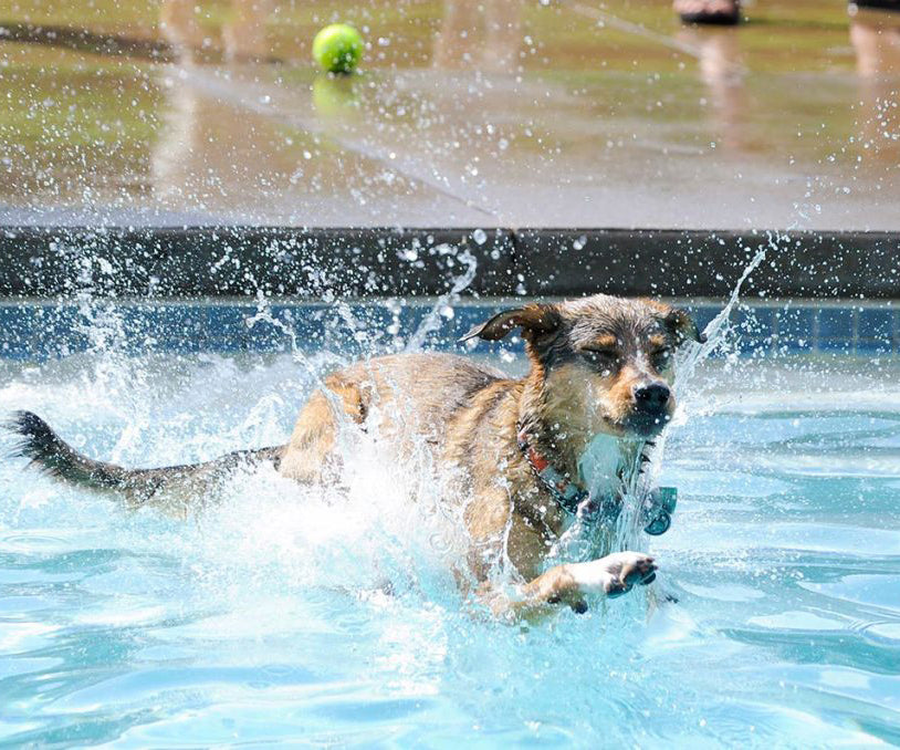 What do dogs love the water?