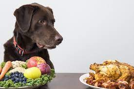 Understanding pet nutrition and how to feed them healthy food