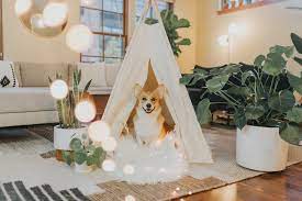 Pet-friendly home décor ideas