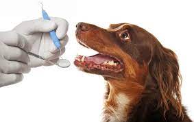 Understanding the importance of dental care for pets