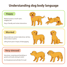 Understanding pet body language