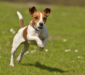 Managing Dogs with Bundles of Energy