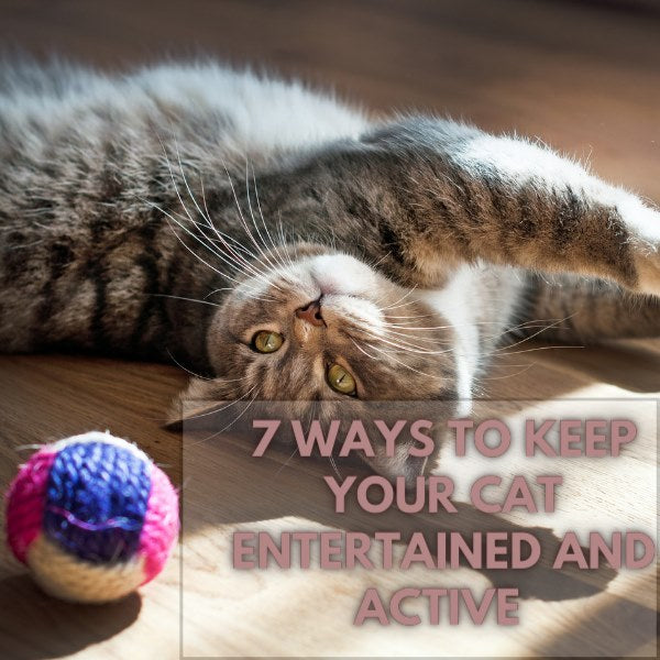 7 ways to keep your cat entertained and active