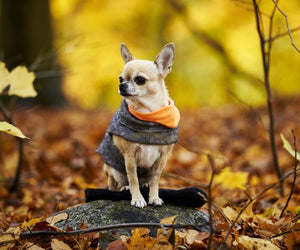What type of Dog Coats are good for the Fall and Spring?
