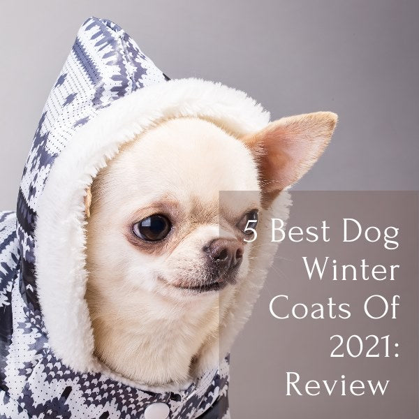 5 best dog winter coats of 2021 - review