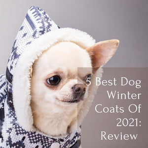 5 Best Dog Winter Coats Of 2021: Review