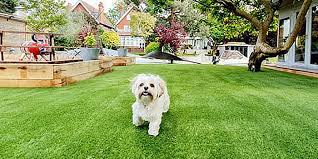 How to Create a Pet-Friendly Garden