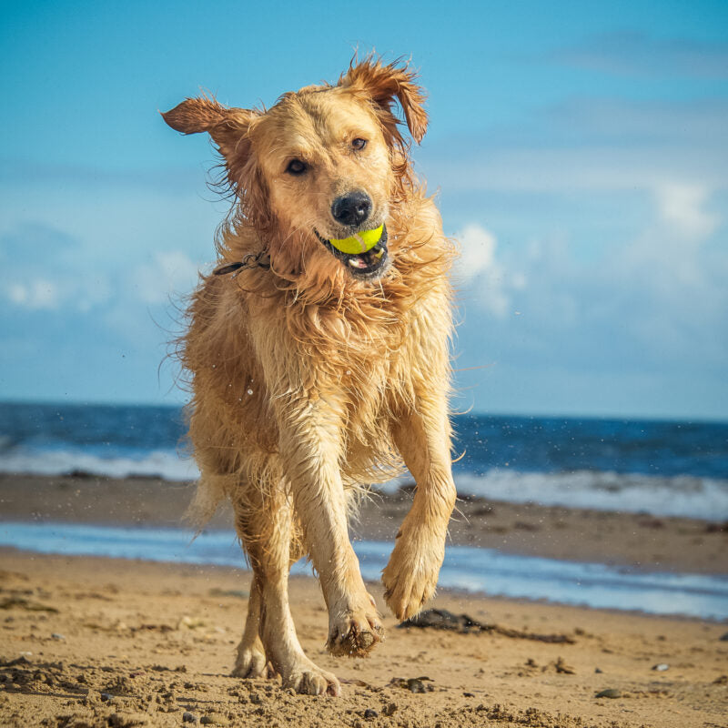 Best ways to keep your pet cool during summer
