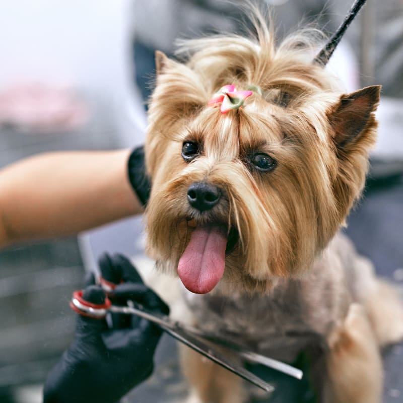 brushing dog hair 