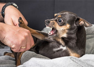 Dealing With Pet Aggression: A Comprehensive Guide