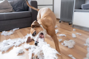 Common behavioral problems in pets and how to address them