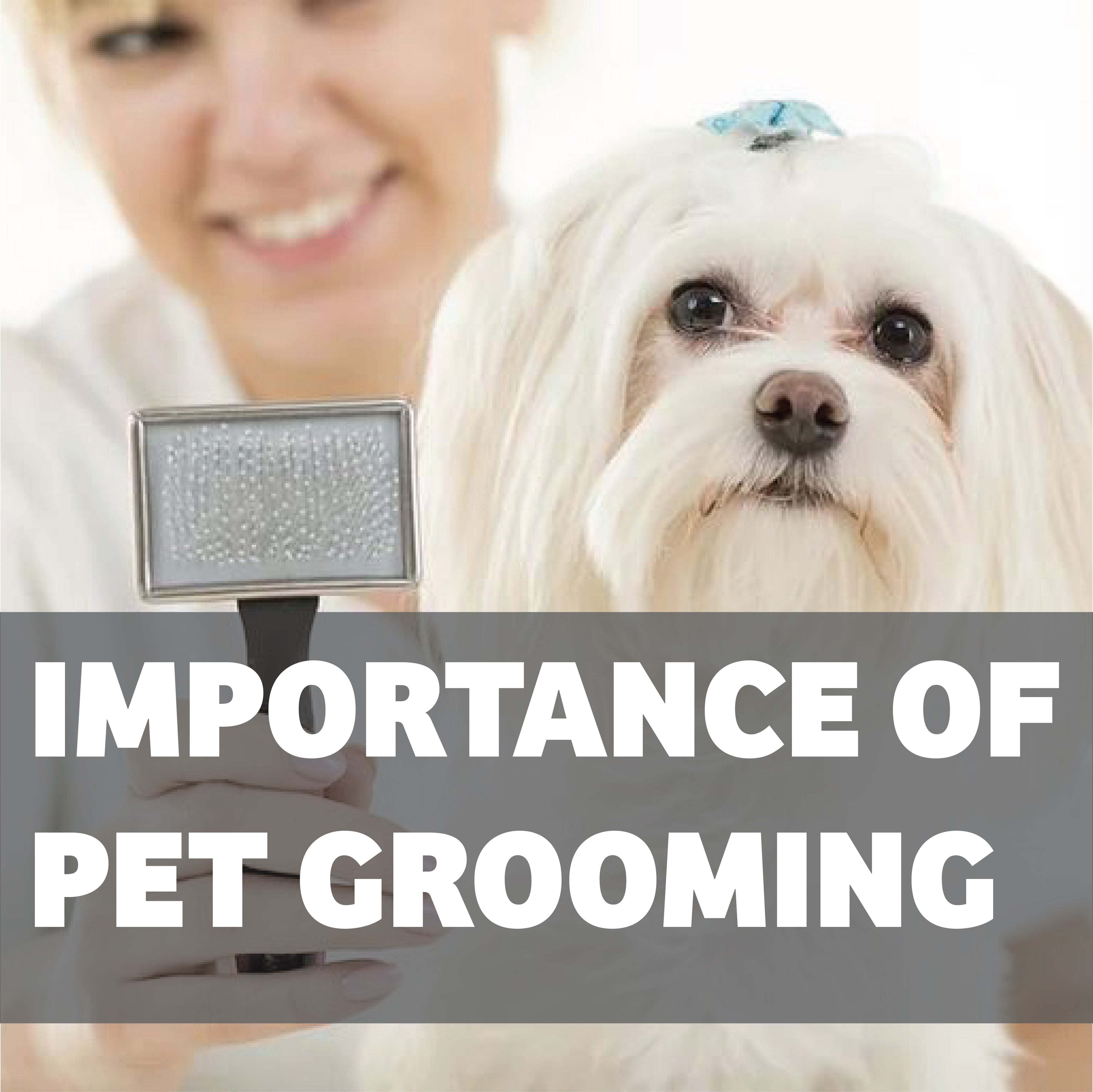 Why pet grooming is important