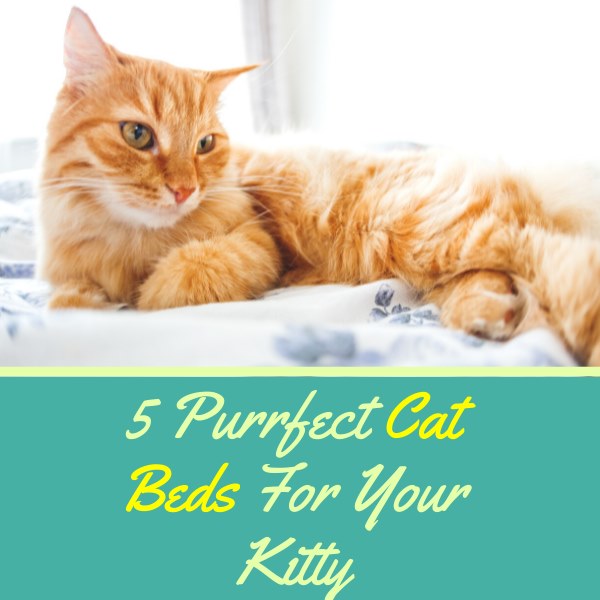 5 purrfect cat beds for your kitty