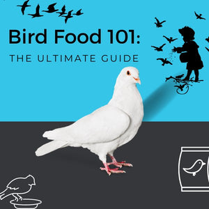 Bird Food 101: The Ultimate Guide