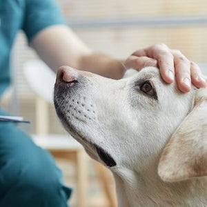 Pet Care and Health