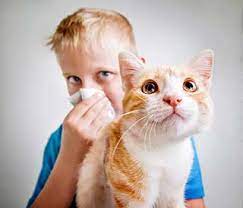 How to deal with pet allergies in adults