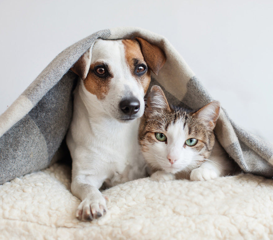 3 Simple Pet Safety Tips