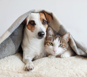 3 Simple Pet Safety Tips