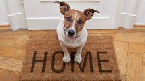 Tips for Introducing a New Pet to Your Home