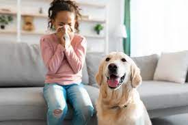 How to deal with pet allergies