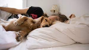 Understanding your pet's sleeping patterns