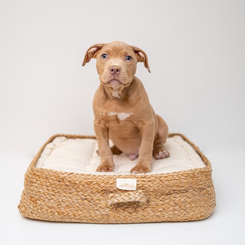 How To Choose A Dog Bed: A Step By Step Guide