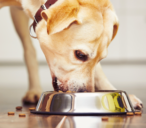 All about probiotics for dogs