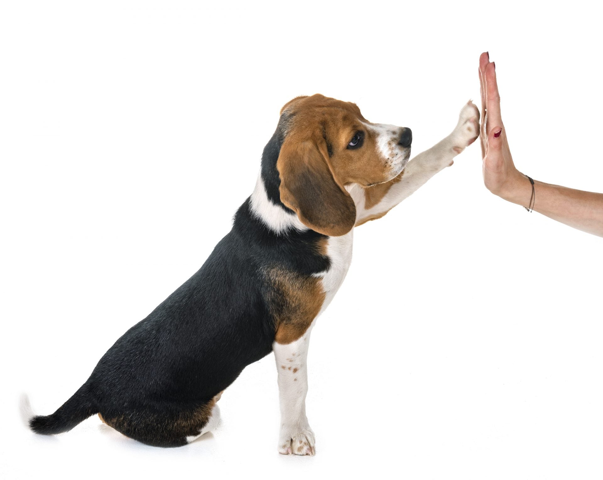 Best ways to teach your pet tricks