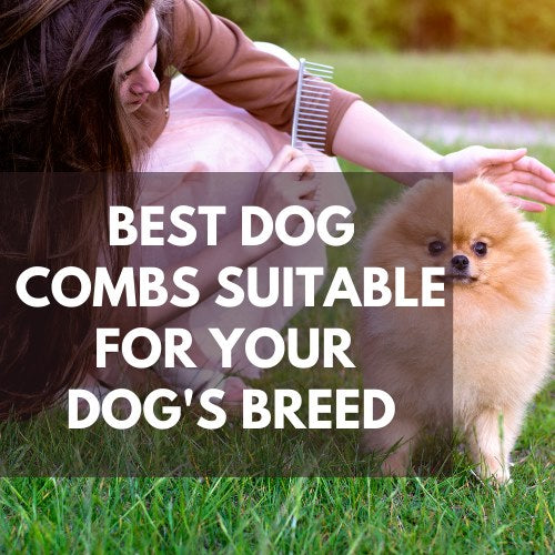 best dog combs suitable for your dog breed