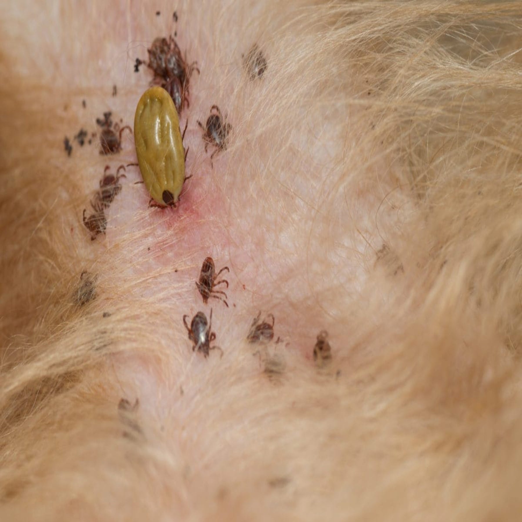 Image showcasing Understanding pet parasites and how to treat them – Pet Life