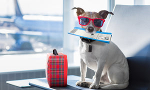 The Ultimate Guide to Stress-Free Pet Travel  Introduction