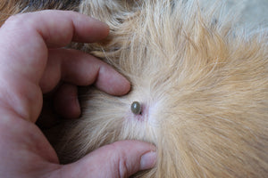 Comprehending Pet Parasites and Implementing Preventive Measures