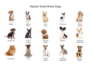 Discovering Dog Breeds: A Guide to Finding Your Perfect Canine Companion
