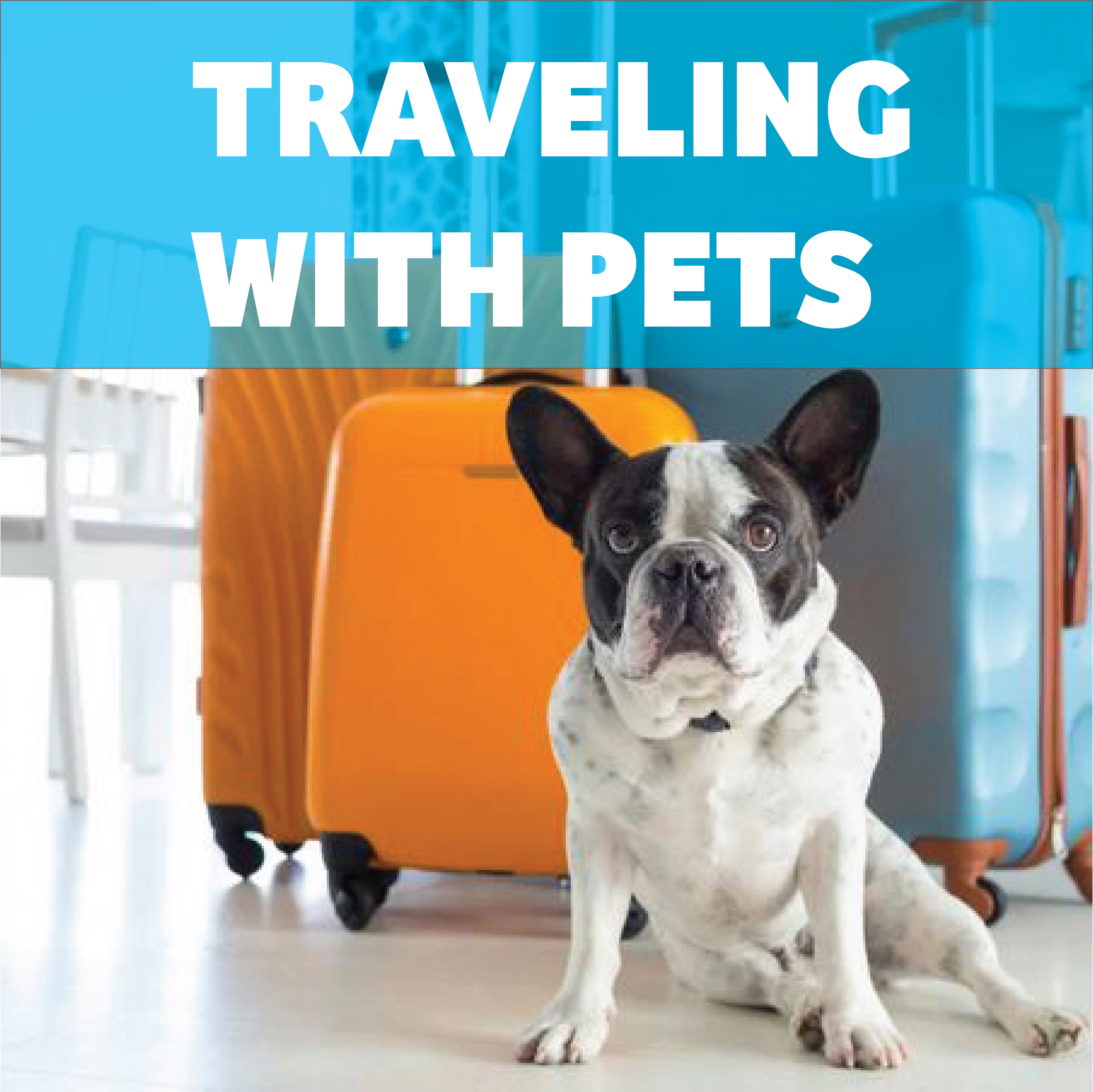 traveling with pets